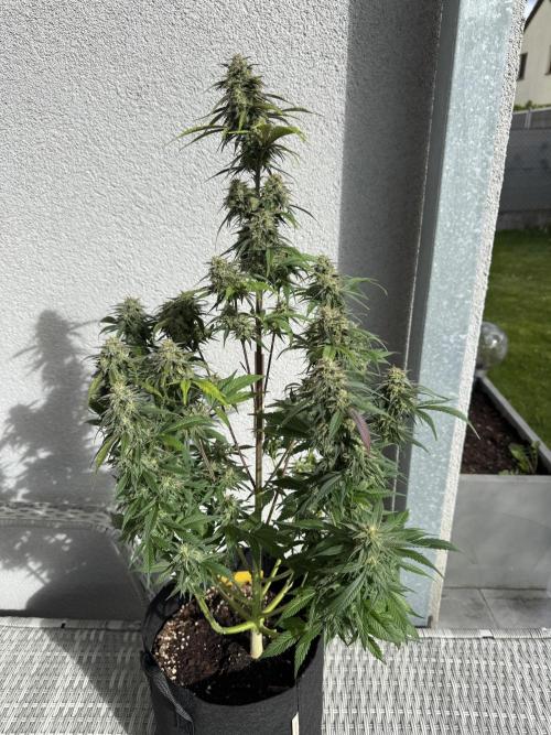 FastBuds Mixed-pack. Week 11