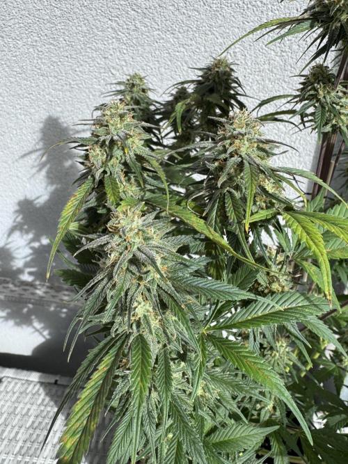 FastBuds Mixed-pack. Week 11