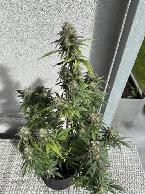 FastBuds Mixed-pack. Week 11