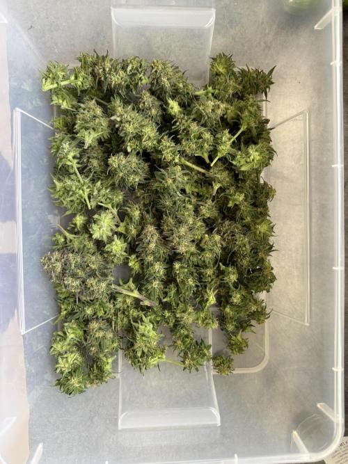 FastBuds Mixed-pack. Week 11