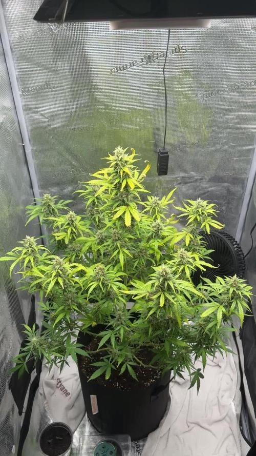 FastBuds Mixed-pack