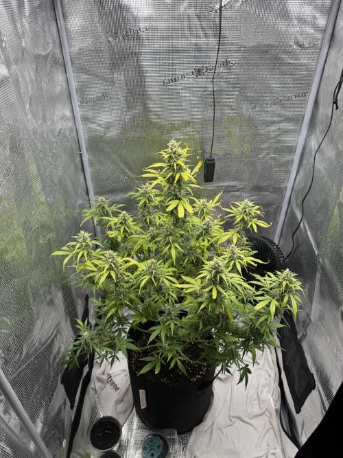 FastBuds Mixed-pack. Week 11