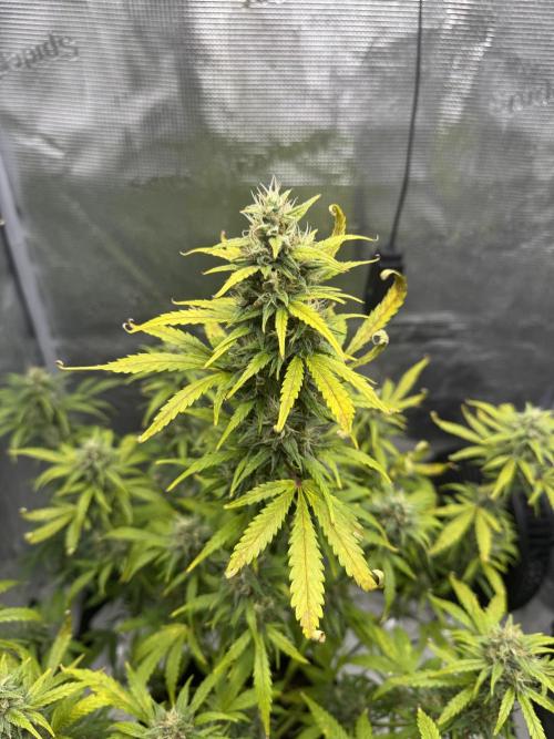 FastBuds Mixed-pack. Week 11