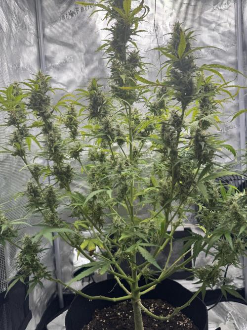 FastBuds Mixed-pack. Week 11