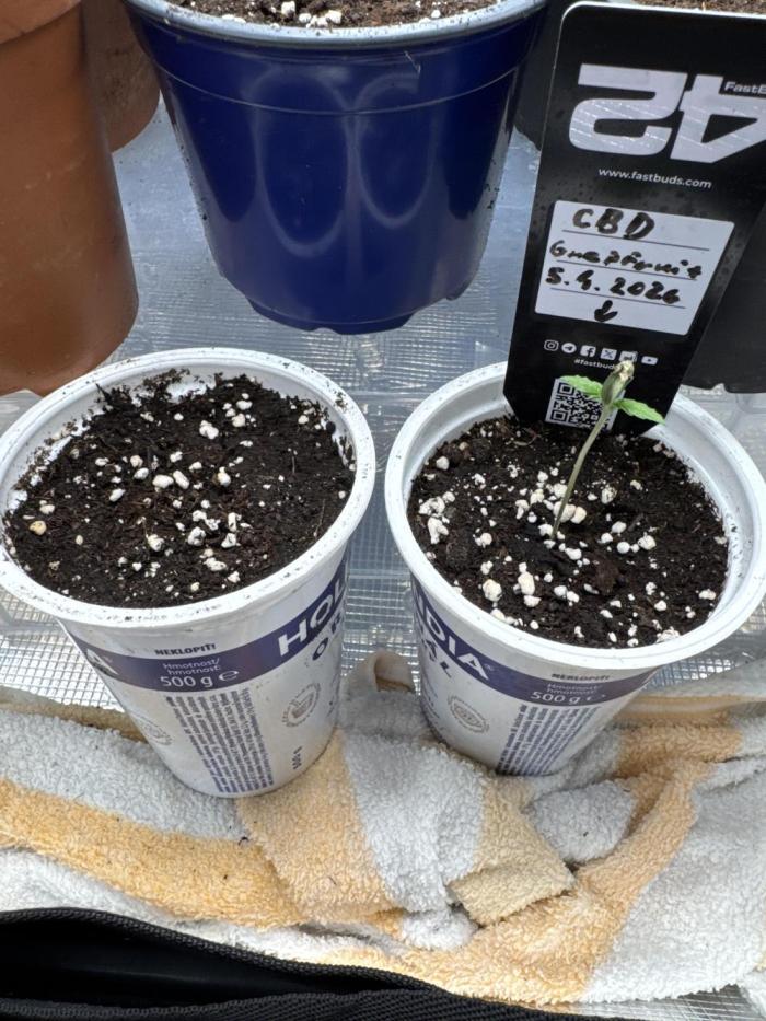CBD - Grepfruit. Week 1