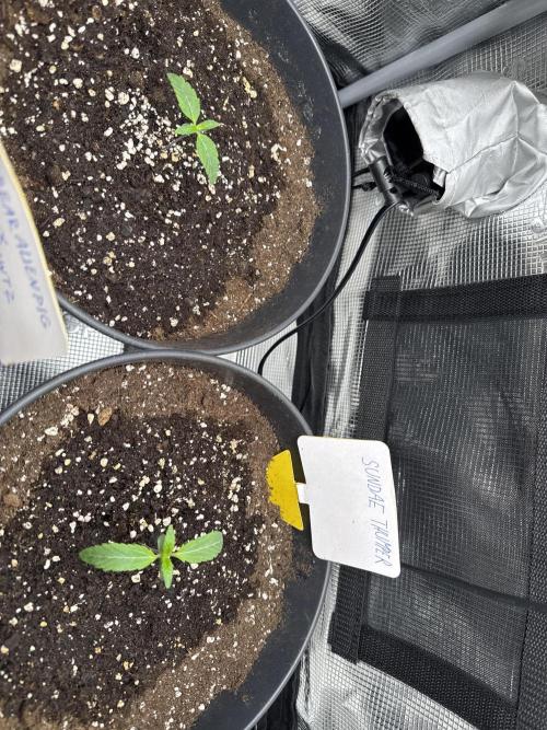 Sundae Thumper. Week 1