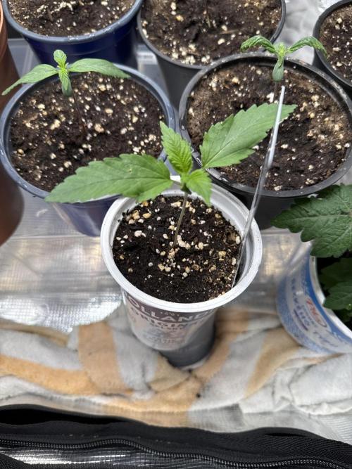 CBD - Grepfruit. Week 2