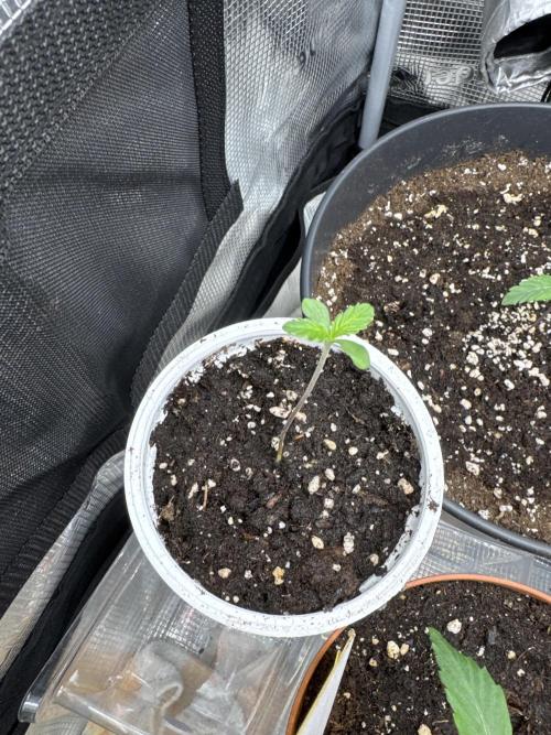CBD - Grepfruit. Week 2