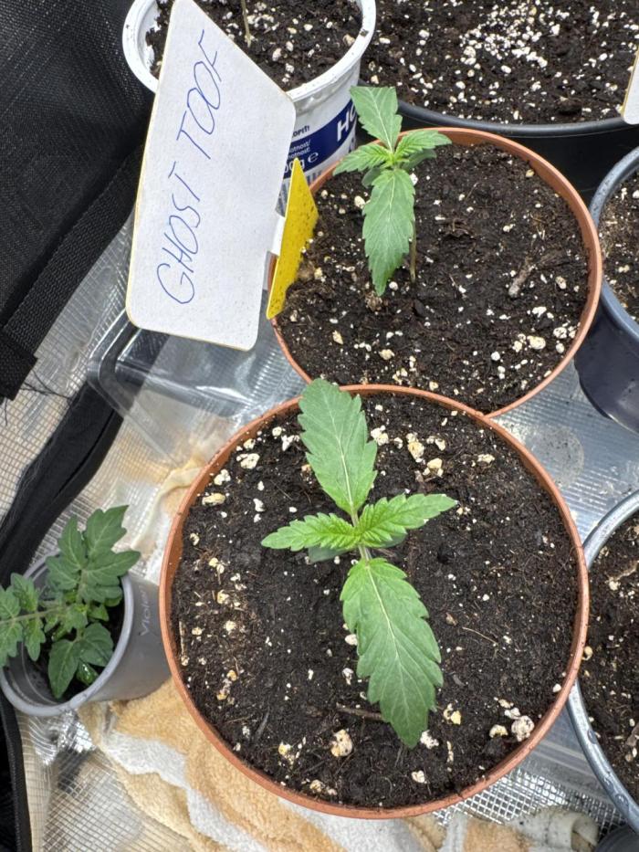 Ghost Toof. Week 1