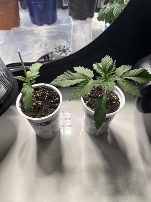 CBD - Grepfruit. Week 3