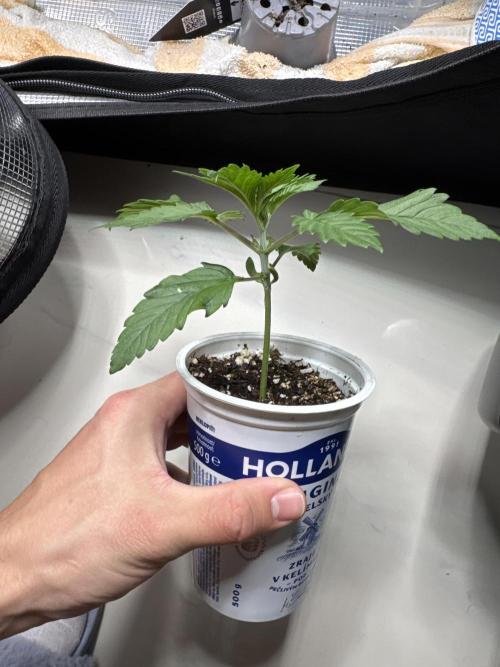 CBD - Grepfruit. Week 3