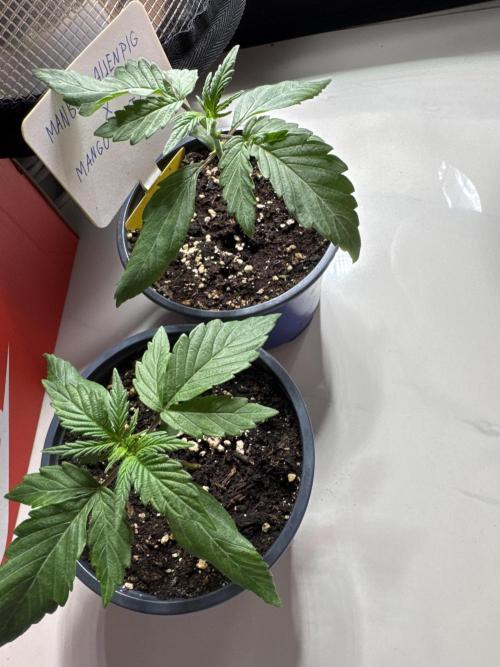 ManBearAlienPig X MangoRunz. Week 2