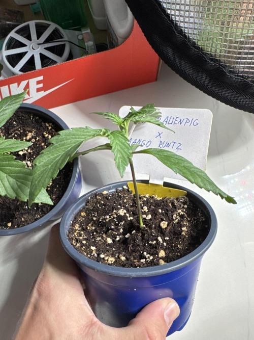 ManBearAlienPig X MangoRunz. Week 2