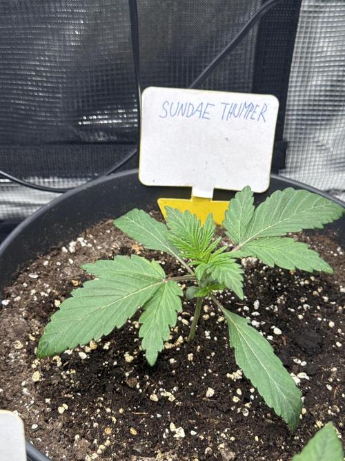 Sundae Thumper. Week 2