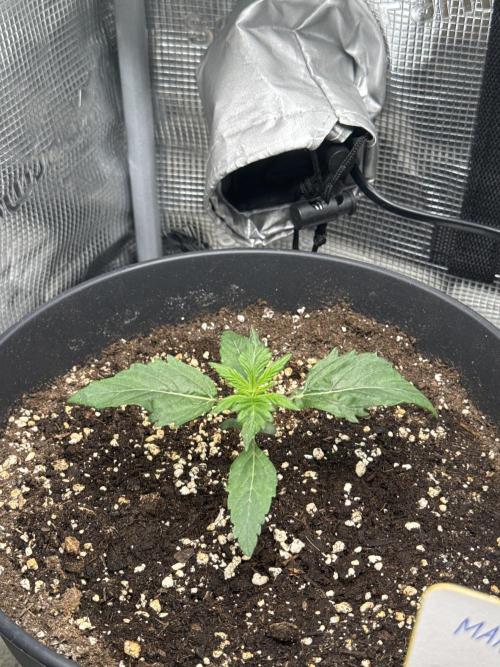 Sundae Thumper. Week 2