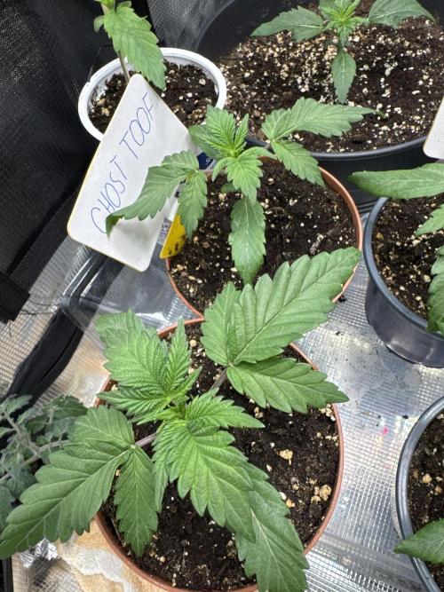 Ghost Toof. Week 2