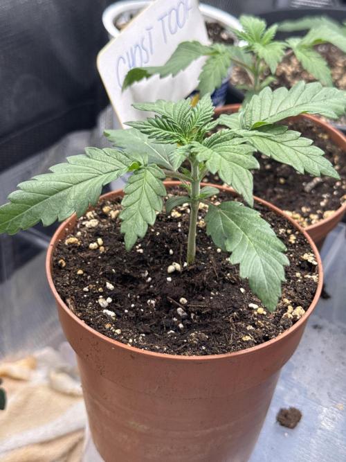 Ghost Toof. Week 2