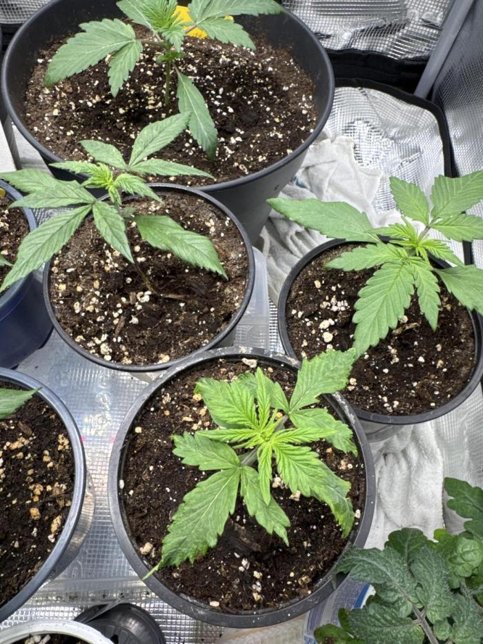 #2 FastBuds mixed pack. Week 2