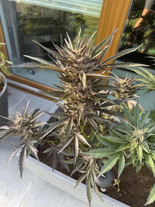 ManBearAlienPig X MangoRunz. Week 11