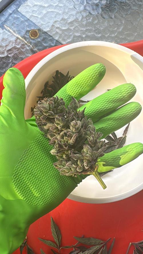ManBearAlienPig X MangoRunz. Week 11