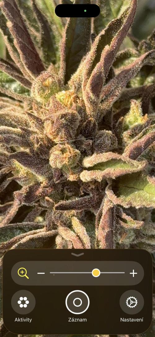 ManBearAlienPig X MangoRunz. Week 11