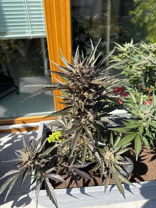 ManBearAlienPig X MangoRunz. Week 11