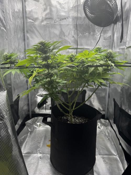 CBD - Grepfruit. Week 10