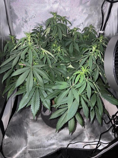 Surf wax light experiment. Week 10 - This is the ac infinity in the 2x2 in a 5 gal pot