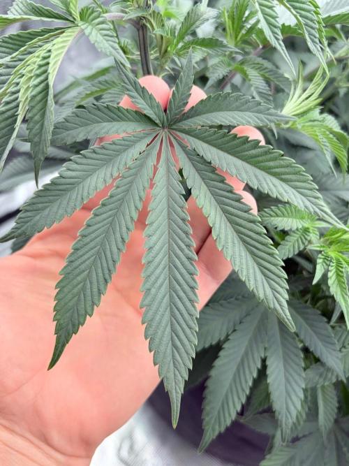 Surf wax light experiment. Week 11 - Leaf from 4x4