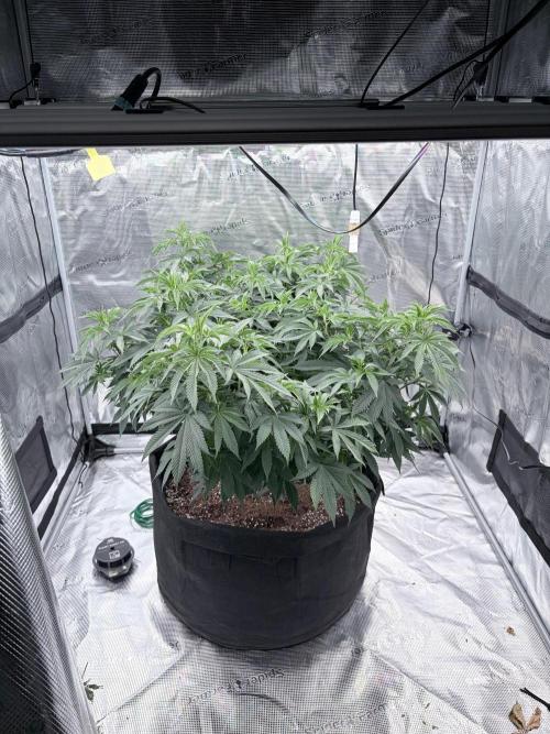 Surf wax light experiment. Week 11 - 4x4 week 11 of veg