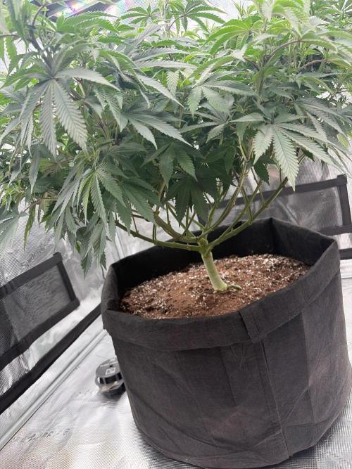 Surf wax light experiment. Week 11 - Under canopy of 4x4