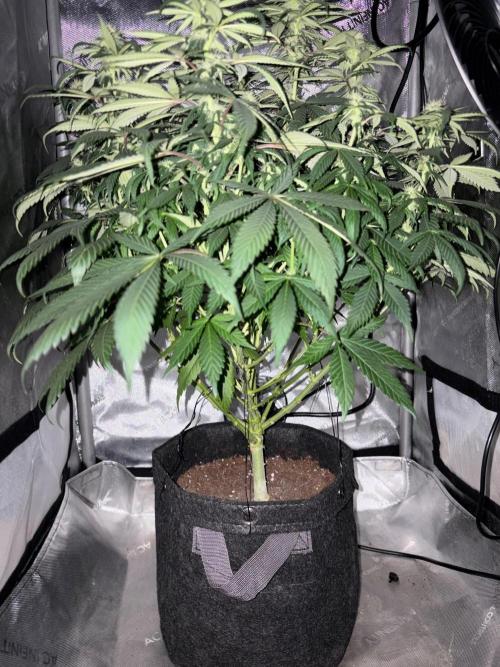 Surf wax light experiment. Week 11 - Under canopy of 2x2, will need to be lollipoped again next week