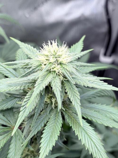 Surf wax light experiment. Week 12