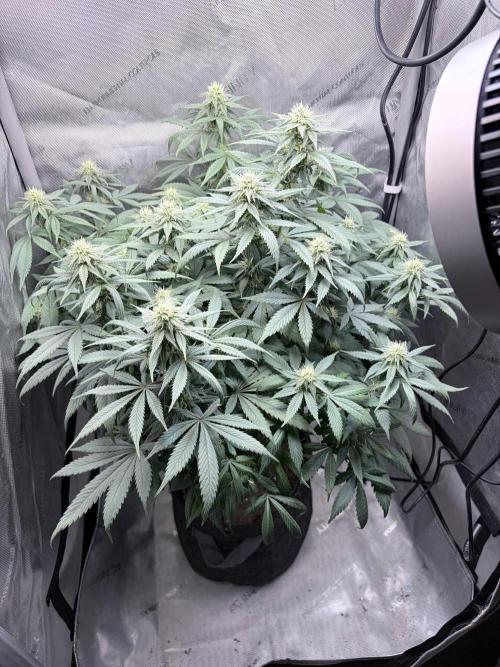 Surf wax light experiment. Week 12