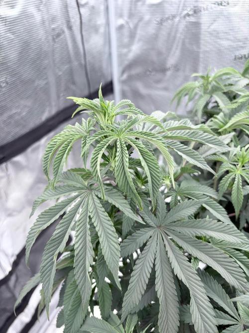 Surf wax light experiment. Week 12