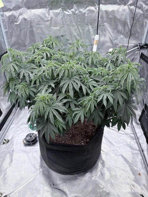 Surf wax light experiment. Week 12