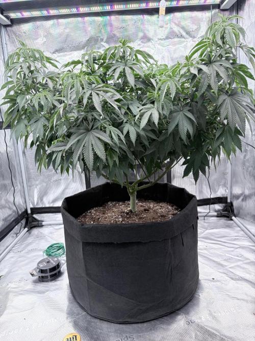 Surf wax light experiment. Week 12