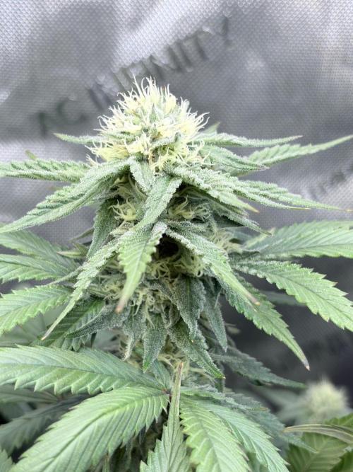 Surf wax. Week 13