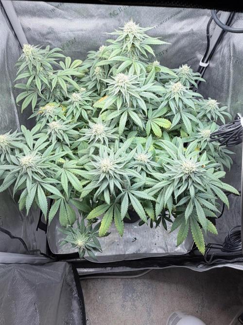 Surf wax. Week 13