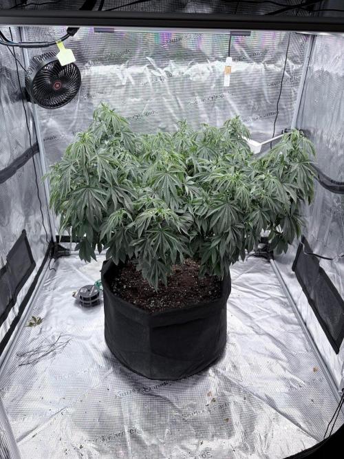 Surf wax. Week 13