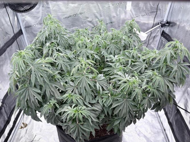 Surf wax. Week 13