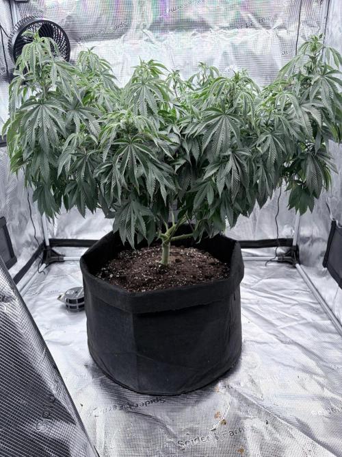 Surf wax. Week 13