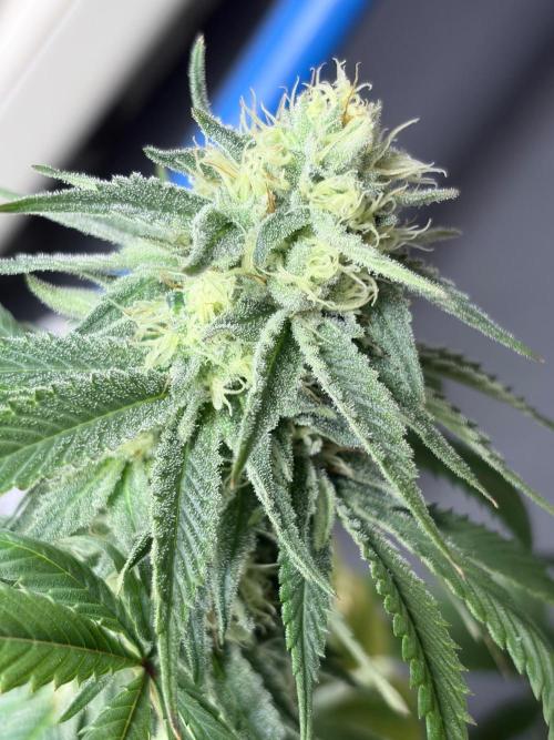 Surf wax. Week 14