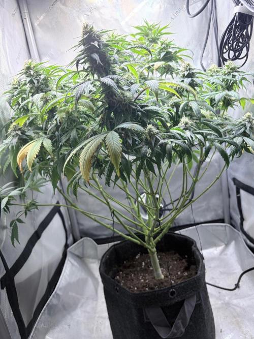 Surf wax. Week 14