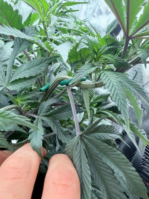 Surf wax. Week 14
