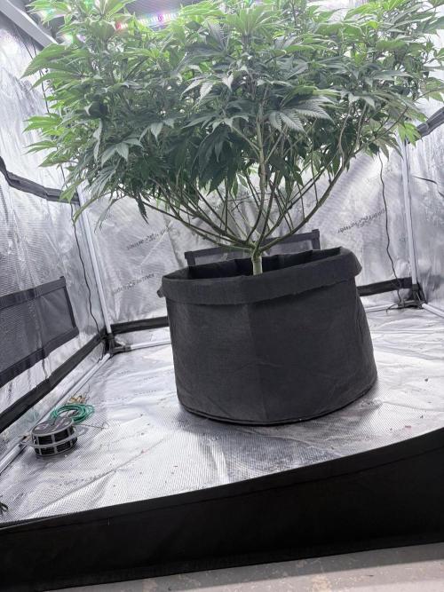 Surf wax. Week 14