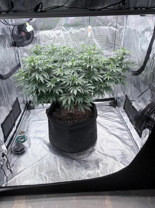 Surf wax. Week 14