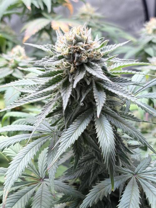 Surf wax. Week 15