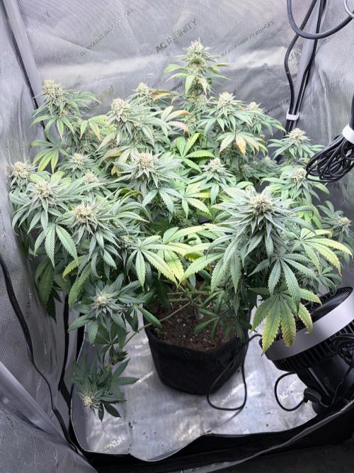 Surf wax. Week 15