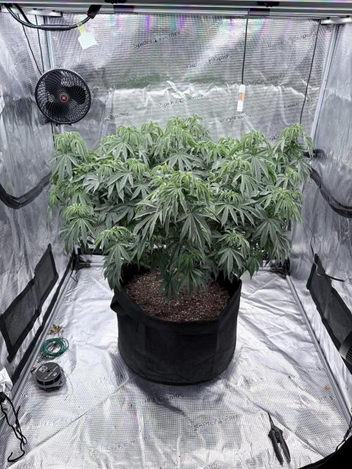 Surf wax. Week 15